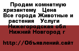 Продам комнатную хризантему › Цена ­ 250 - Все города Животные и растения » Услуги   . Нижегородская обл.,Нижний Новгород г.